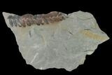 Pennsylvanian Fossil Fern (Neuropteris) Plate - Kentucky #158728-1